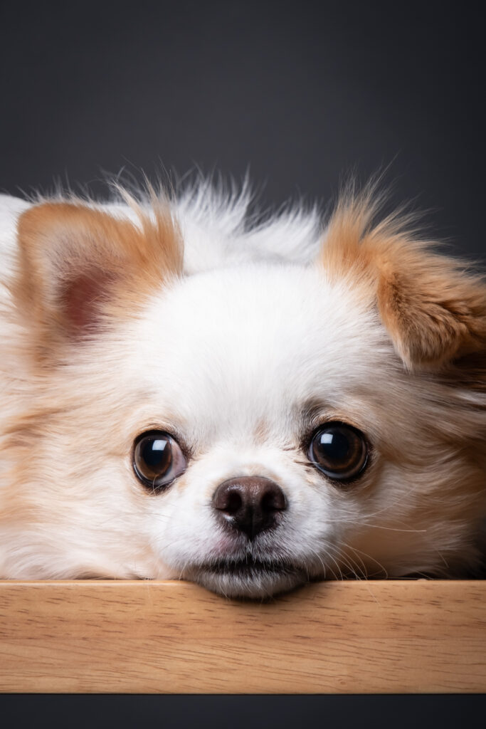 pet2